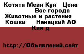 Котята Мейн Кун › Цена ­ 15 000 - Все города Животные и растения » Кошки   . Ненецкий АО,Кия д.